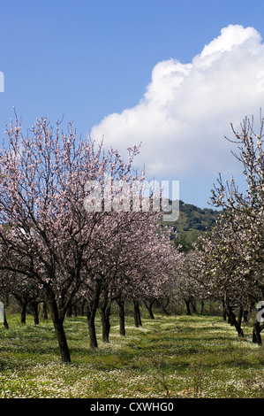 Almond orchard in bloom (Pelion Peninsula, Thessaly, Greece) Stock Photo