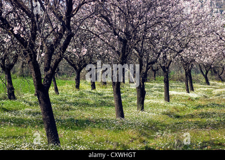 Almond orchard in bloom (Pelion Peninsula, Thessaly, Greece) Stock Photo