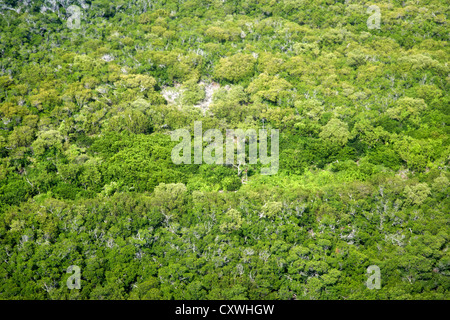 mangrove forest on an island in the florida keys usa Stock Photo