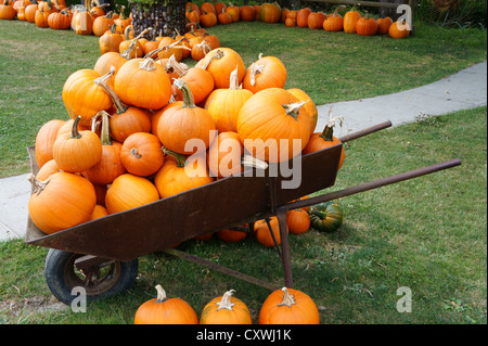 Wheelbarrow loaded with ripe pumpkins in Delta, British Columbia, Canada Stock Photo