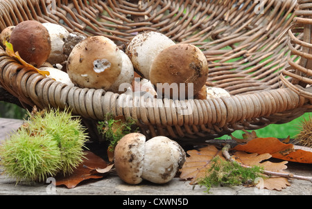porcini mushrooms in a wicker basket overturned among leaves and chestnuts Stock Photo
