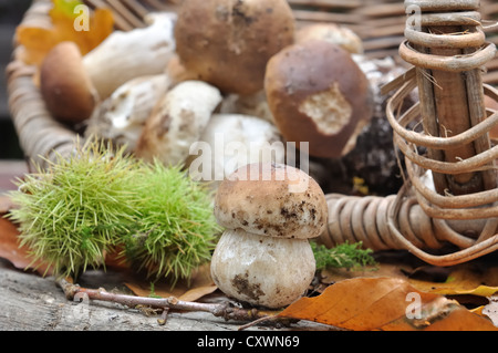 mushrooms in a wicker basket overturned among leaves and chestnuts Stock Photo