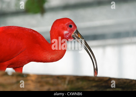 Young Scarlet Ibis, Eudocimus ruber wading though the water Stock Photo