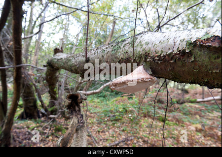 Piptoperus betulinus possibly a contributory factor to weakening strength of tree blown down in high winds Stock Photo