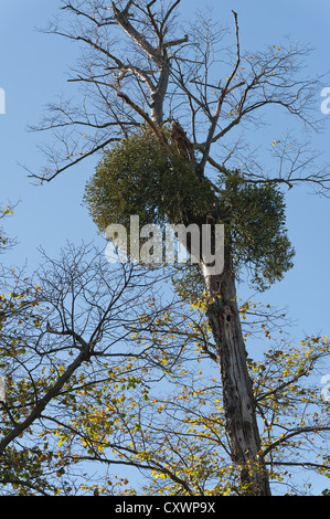 Common Mistletoe Viscum album high in oak tree against bright blue sky Stock Photo