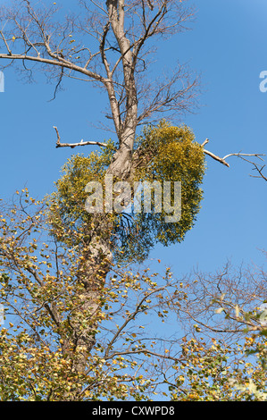 Common Mistletoe Viscum album high in oak tree against bright blue sky Stock Photo
