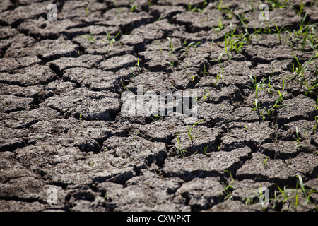 Close up of cracked dirt