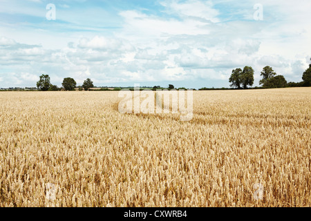 Paths carved in field of tall wheat Stock Photo
