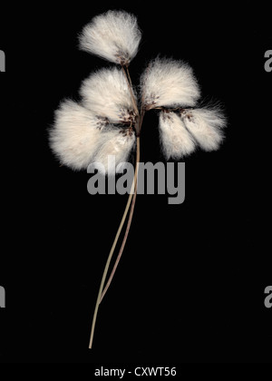 Close up of fluffy white flowers Stock Photo