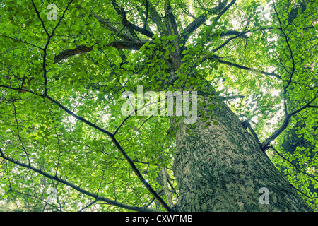 giant and powerful ginkgo tree grow up by summer time Stock Photo