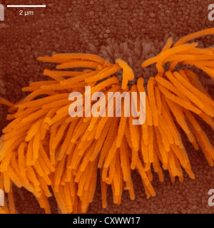 Scanning electron micrograph of lung trachea Stock Photo