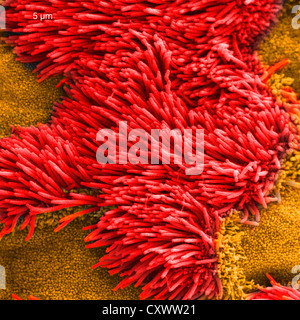 Scanning electron micrograph of lung trachea Stock Photo