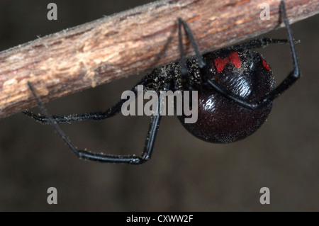 Black widow spider Stock Photo