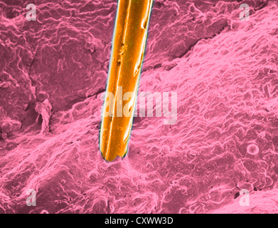 Scanning electron micrograph of honeybee stinger Stock Photo