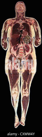 Composite image of human female anatomy Stock Photo