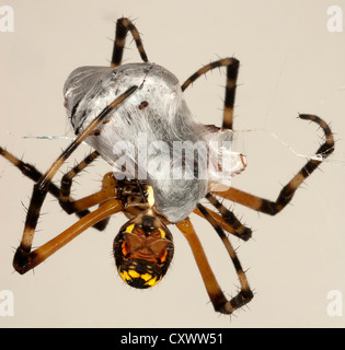 Spider wrapping its prey Stock Photo