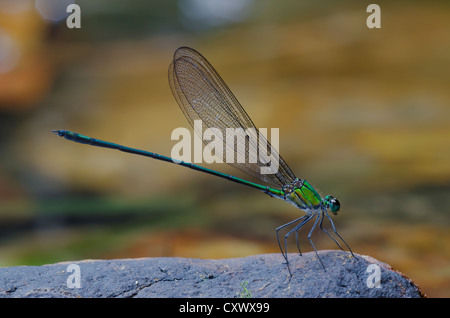 Vestalis amethystina male. Common Flashwing damselfly Stock Photo