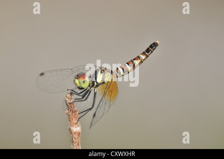 Nannophya pygmaea pygmy dragonfly female Stock Photo