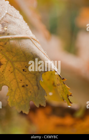 Autumn leaf with raindrops, Macleaya cordata (Plume Poppy), October Stock Photo