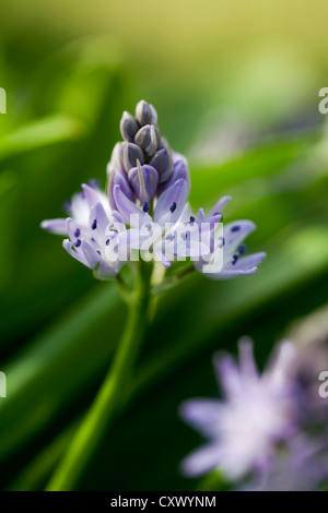 Hyacinthoides italica (Italian bluebell) Stock Photo