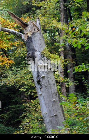 Wood splinters broken tree trunk split in half from bad weather. Nature ...