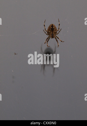 Garden Spider, Araneus diadematus, UK Stock Photo
