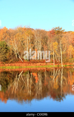 The mirrored image of a wilderness pond in autumn. Stock Photo