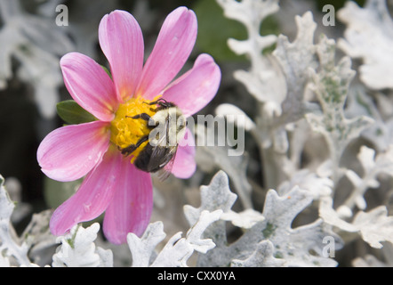 Bumble Bee gathers nectar to make honey from a Dahlia flower at the Brooklyn Botanic Garden. Stock Photo