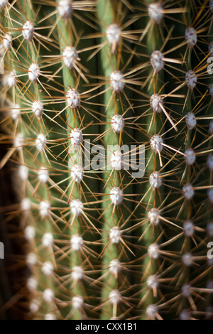 Cactus - Echinopsis atacamensis - close up detail of spines Stock Photo