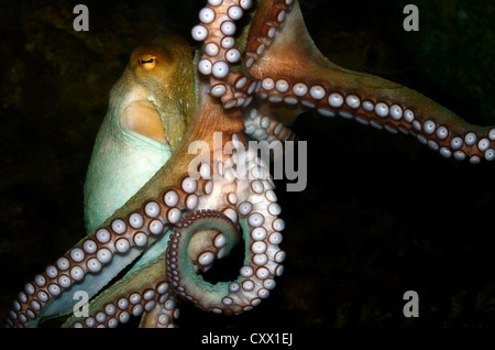 Common Octopus, Octopus vulgaris Stock Photo