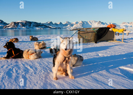 Huskies in harness resting with sled in Greenland Stock Photo