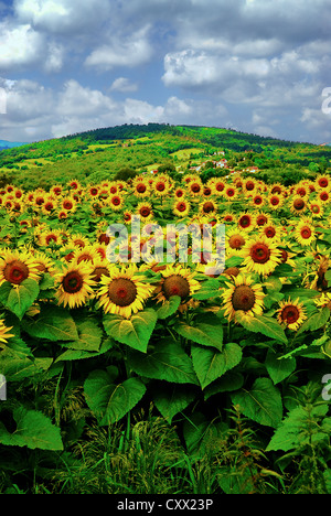 A field of blooming sunflowers on a bright summer day with hill in distance Stock Photo