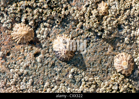 Limpets clinging to the granite rock in a feeding space surrounded by barnacles in north Spain Stock Photo