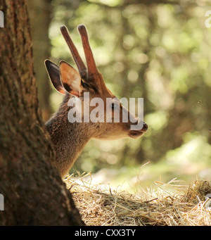 Portrait of a doe lying behind a trunk in the woods Stock Photo