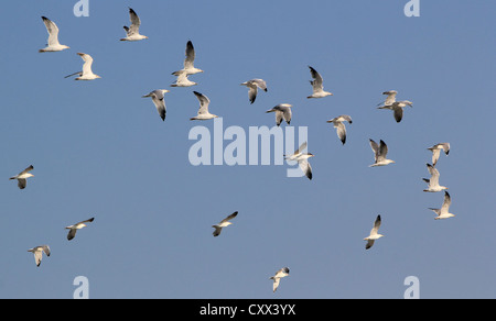 Group of seagulls flying in deep blue sky by beautiful weather Stock Photo