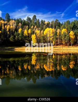 Potato Lake on the Mogollon Rim, Central Arizona. Surrounded by Golden Aspens. Stock Photo