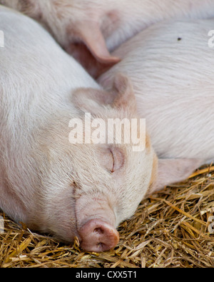 A happy, smiling piglet asleep on hay Stock Photo