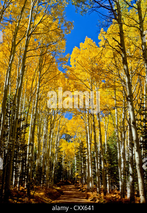 Golden Aspens. White Horse Hills Area, north of Flagstaff, Arizona. Coconino National Forest.Forest Road 418. USA Stock Photo