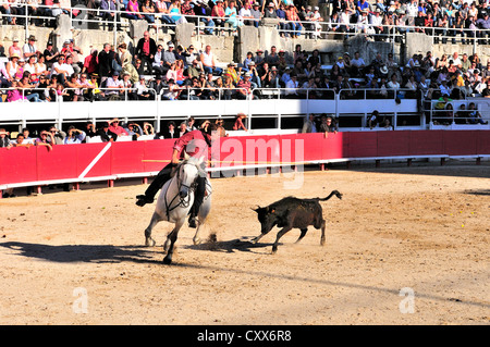 Bull fighting display with young black bulls bred for the bullring in Arles Arena, during the  Fete des Gardians or Herdsmans Games, Arles, France Stock Photo