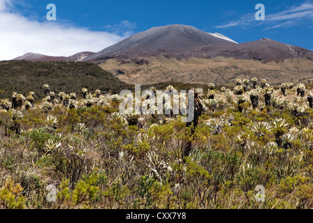 Volcano, AltiPlano, Parque de Nacional Naturales Purace, Colombia Stock Photo