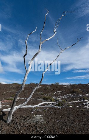 Elk284-2443v Hawaii, Big Island, Volcanoes National Park, Devastation Trail, landscape Stock Photo