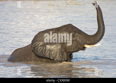 Young bull elephant (loxodonta africana) playing in a pool, Okavango delta, Botswana