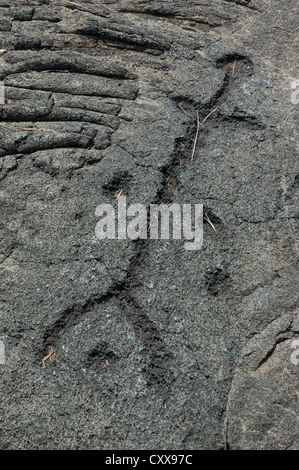 Elk284-2590 Hawaii, Volcanoes NP, Puu Loa Petroglyphs Stock Photo