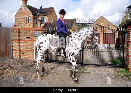 Teenage girl riding Appaloosa horse, Stanwell Moor, Surrey, Berkshire, United Kingdom Stock Photo