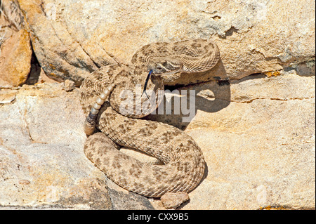 Prairie Rattlesnake Crotalus viridis Socorro, Socorro County, New Mexico, United States 26 April Adult Viperidae Stock Photo