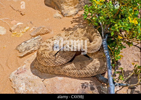 Prairie Rattlesnake Crotalus viridis Socorro, Socorro County, New Mexico, United States 26 April Adult Viperidae Stock Photo