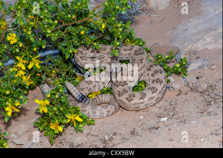 Prairie Rattlesnake Crotalus viridis Socorro, Socorro County, New Mexico, United States 26 April Adult Viperidae Stock Photo