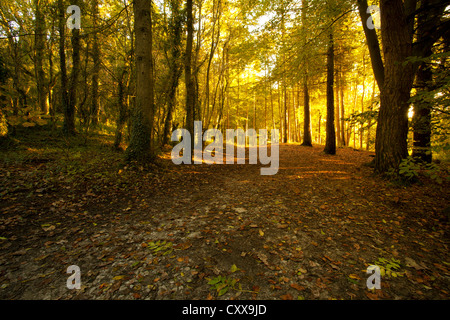 Woodland at Loggerheads Country Park part of the Clwydian Range in North Wales Stock Photo