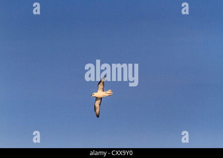 Northern fulmar, an arctic seabird that spends its life at sea except to breed, flying low over the ocean in Greenland Stock Photo