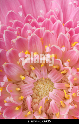 Detail of the centre of a deep pink Gerbera Daisy flower with yellow stamens Stock Photo